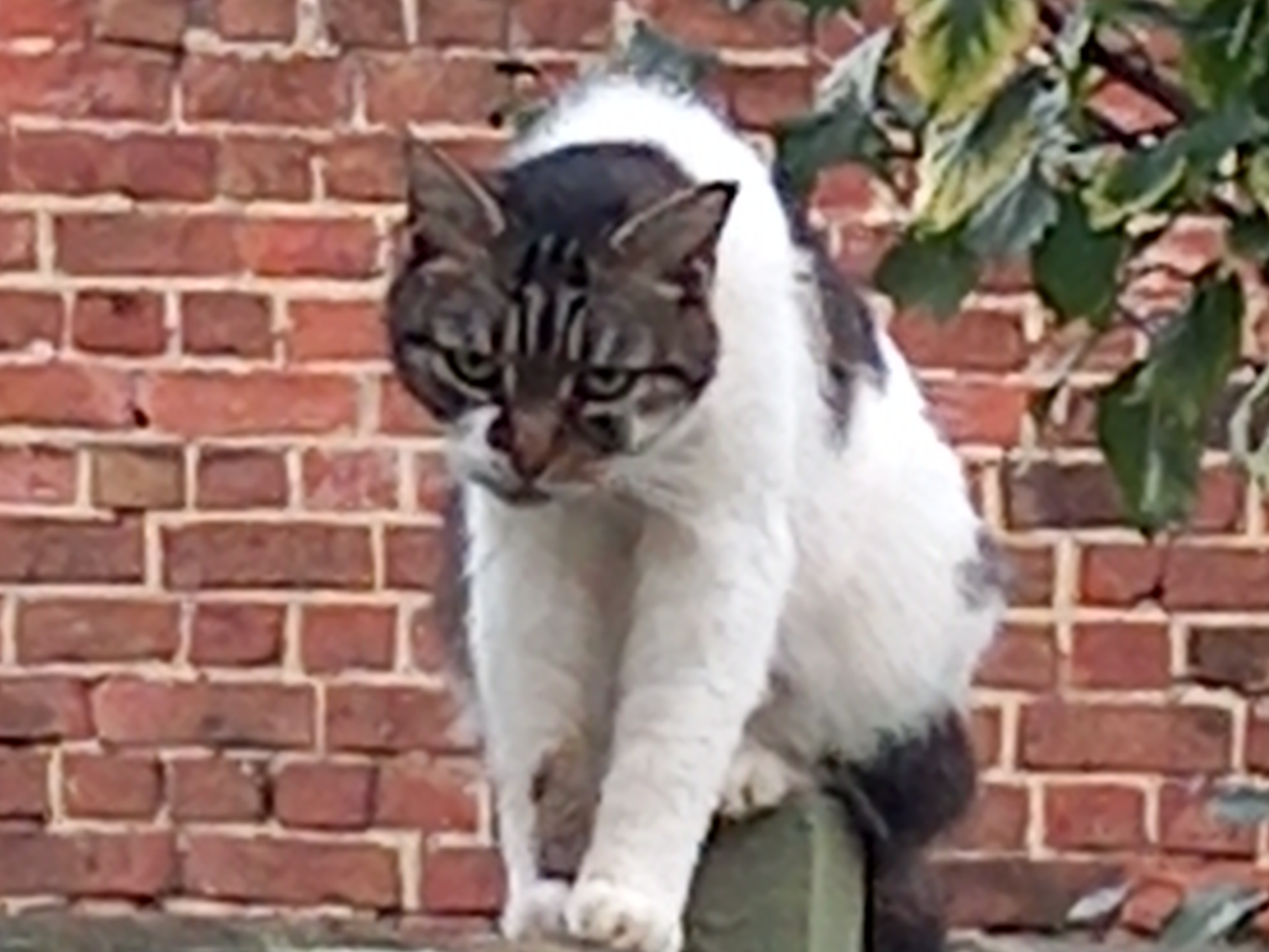 BETTY - Found 2024.082 - Lavinia Road, off Whitworth Road, Gosport