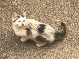 White & Grey cat, Milton Rd