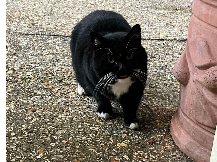 Found 2024.090 - Oxford Road, off Southcroft Rd, Gosport