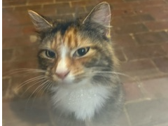 Found 2024.091 - Elgar Close, off Stokes Bay Road, Alverstoke