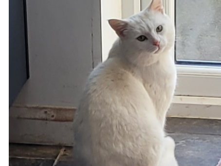 White cat, Newmarket