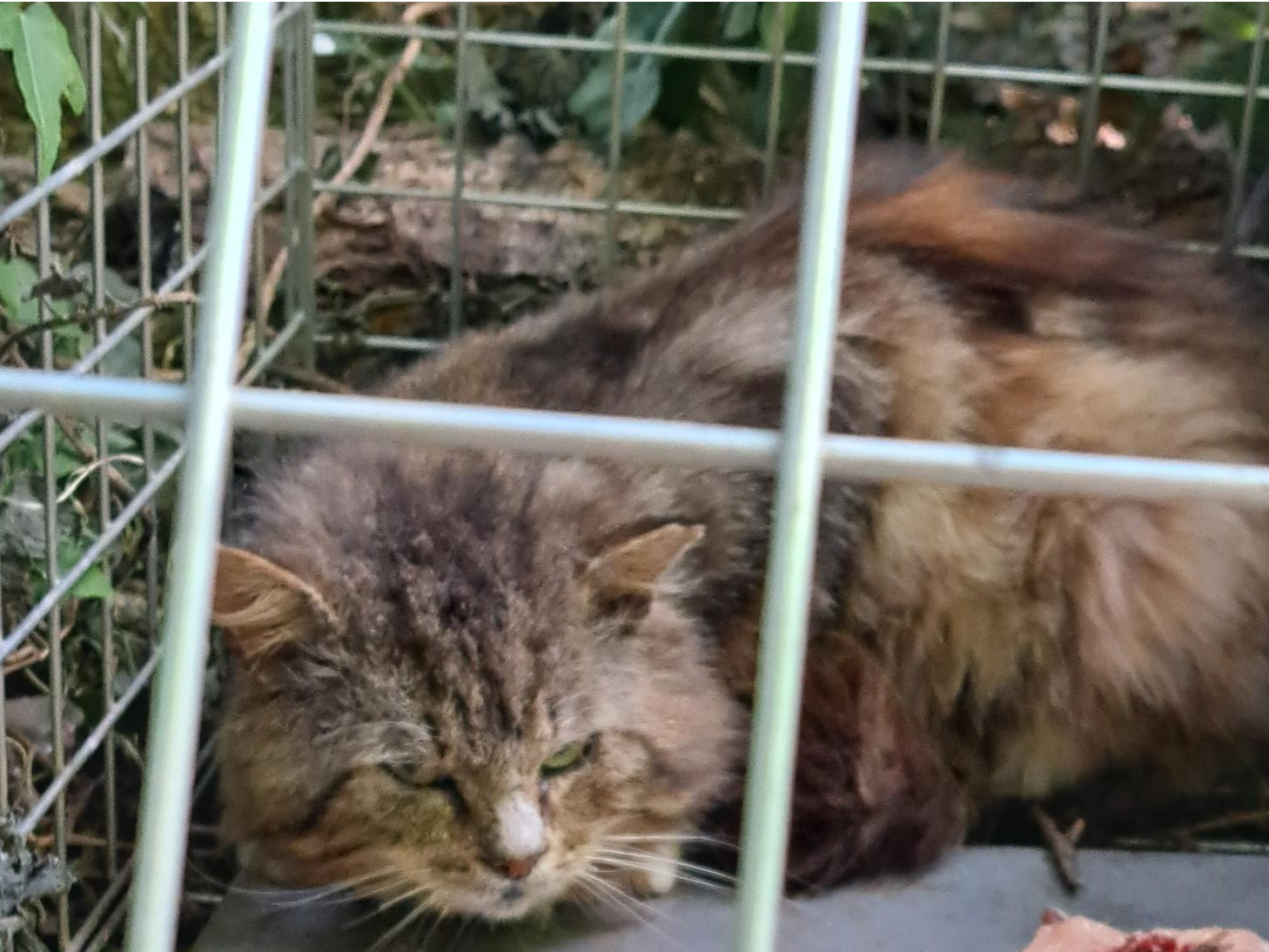 Fluffy Tabby in Marshland St James