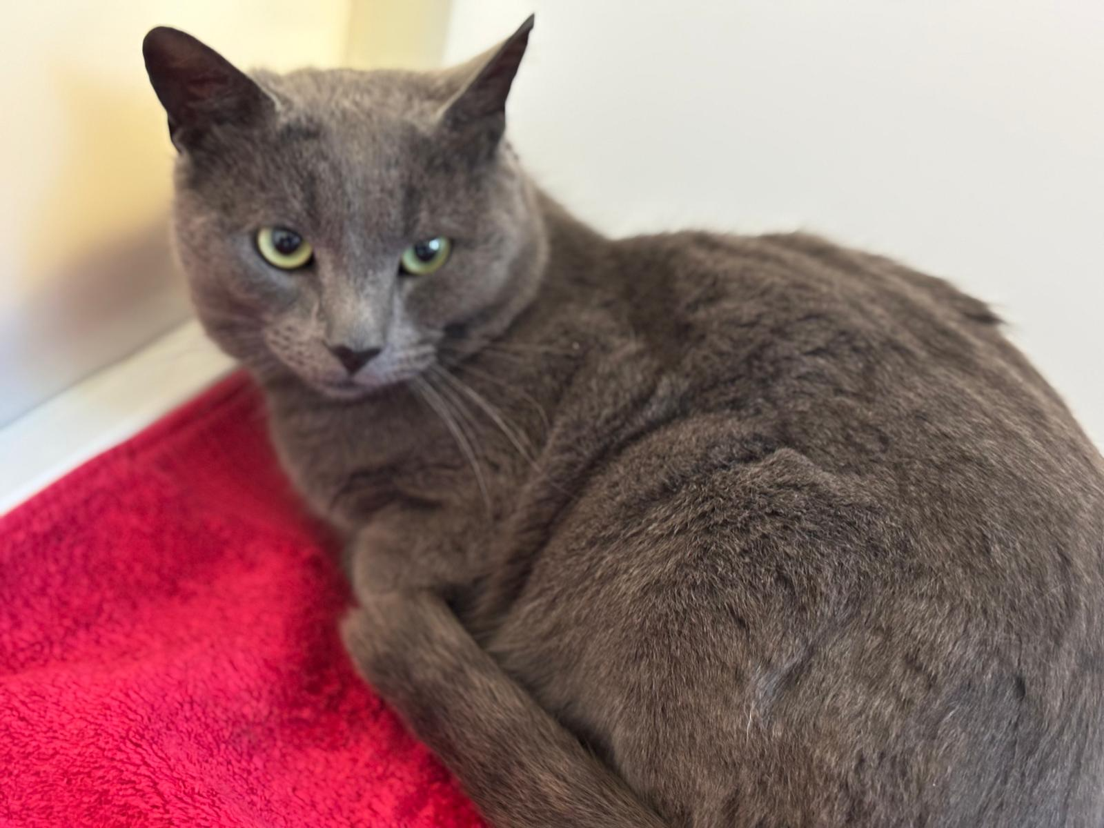Stray Grey Male (Unchipped, Entire) 741282