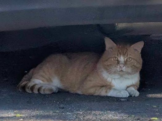Found 2025.035 - Keyes Close, off Gregson Avenue, Bridgemary