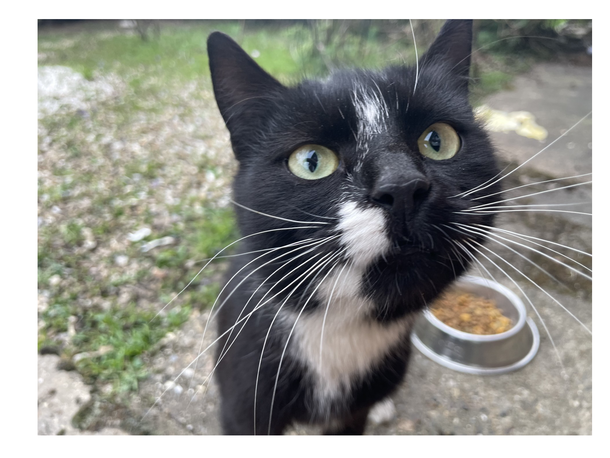 743394 - Black and White found in North Lynn
