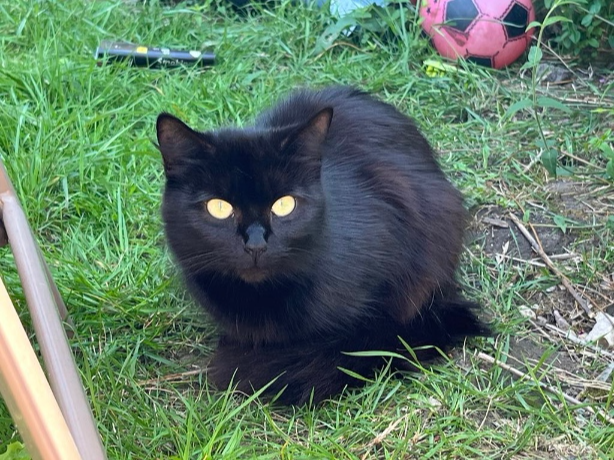 Found 2025.036 - Dukes Road, (between Lee Rd and Kealy Rd), Gosport