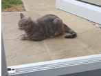 Grey cat, Alconbury Weald