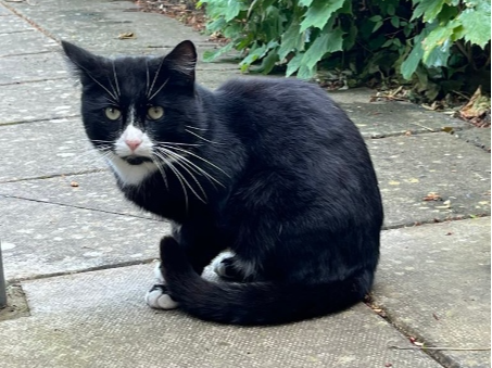 Found 2025.037 - Elmore Road (nr Cherry Close & jct with Spencer Drive), Lee on Solent