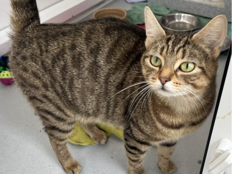 Unchipped Tabby Female 743183