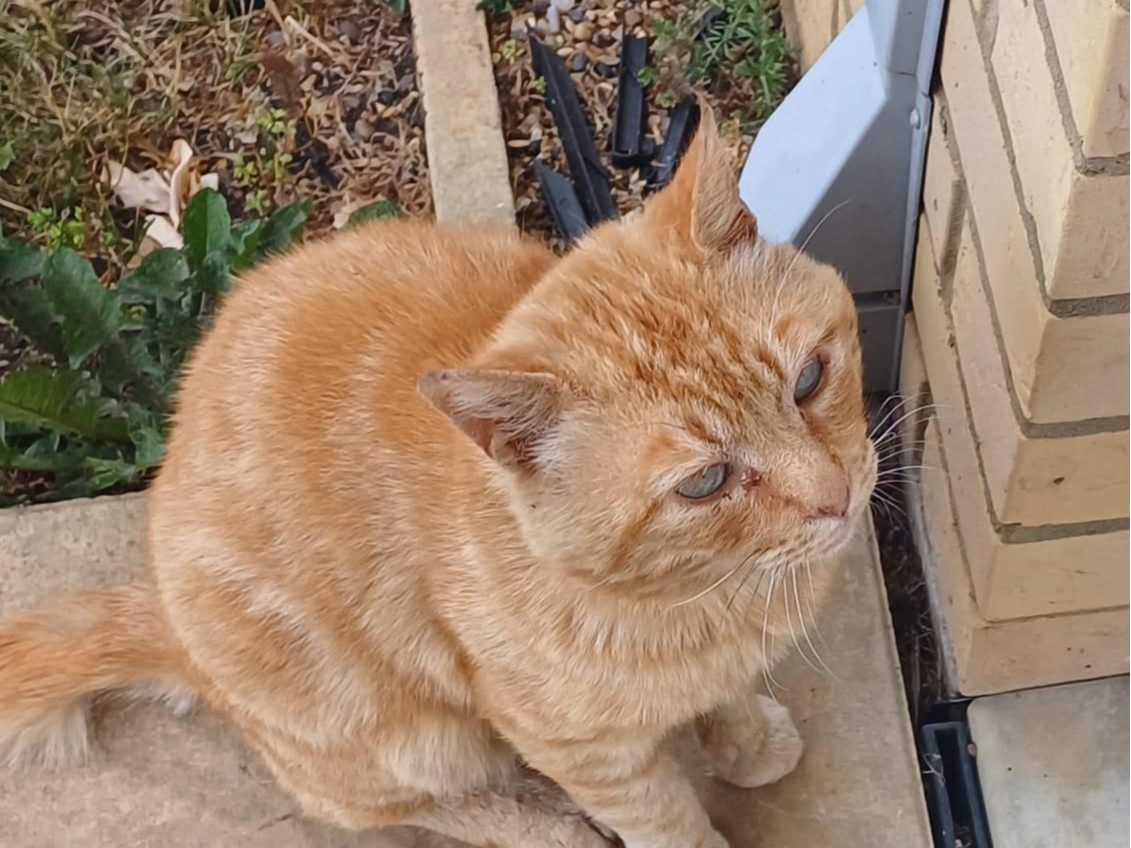 744919 MANEA Ginger