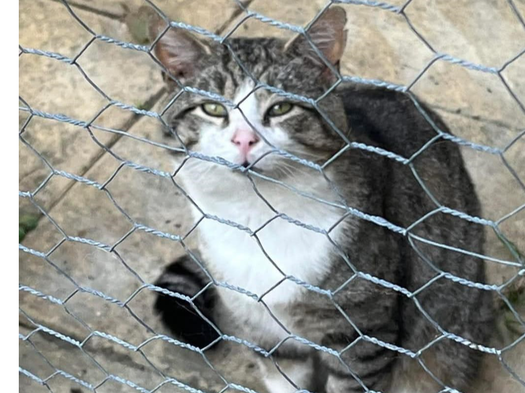 744919 MANEA Tabby & white