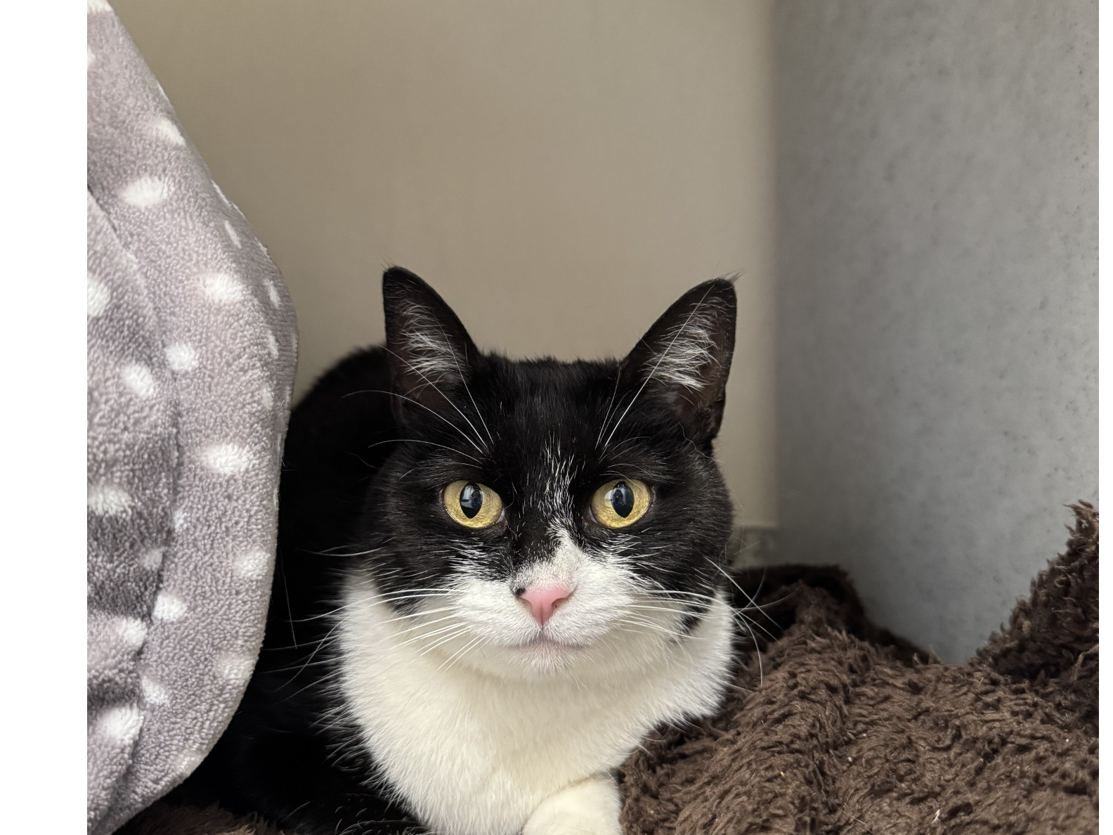Stray Black + White Female 748685