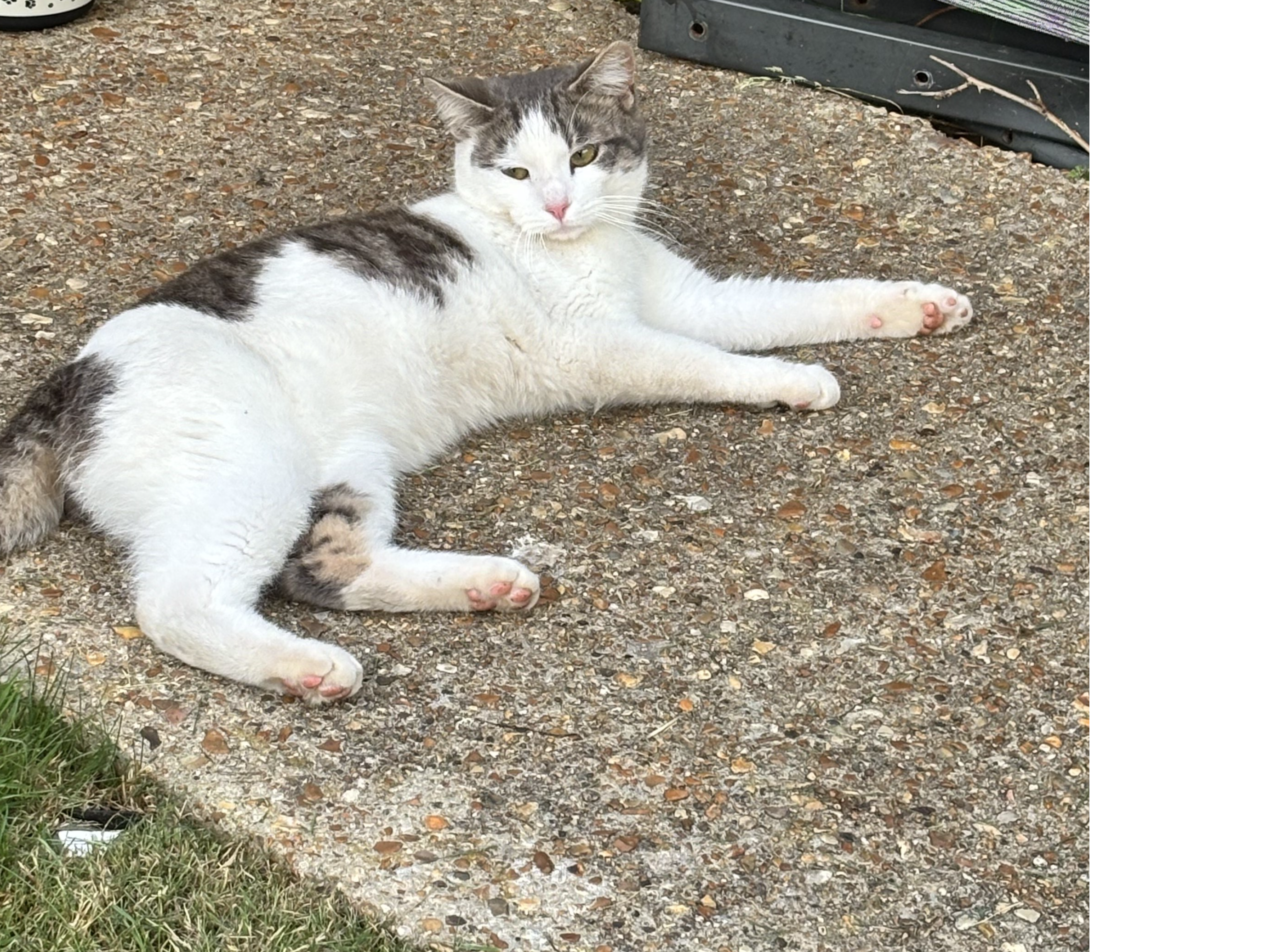 Kings Lynn Friendly boy ref 752058
