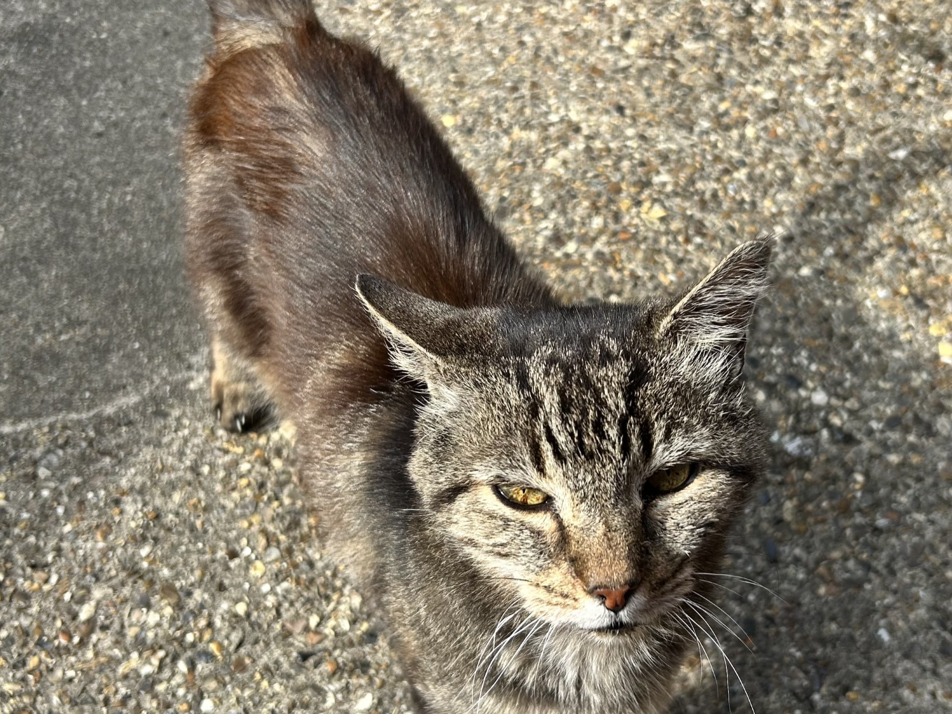 Found in Holcombe Avenue Kings Lynn