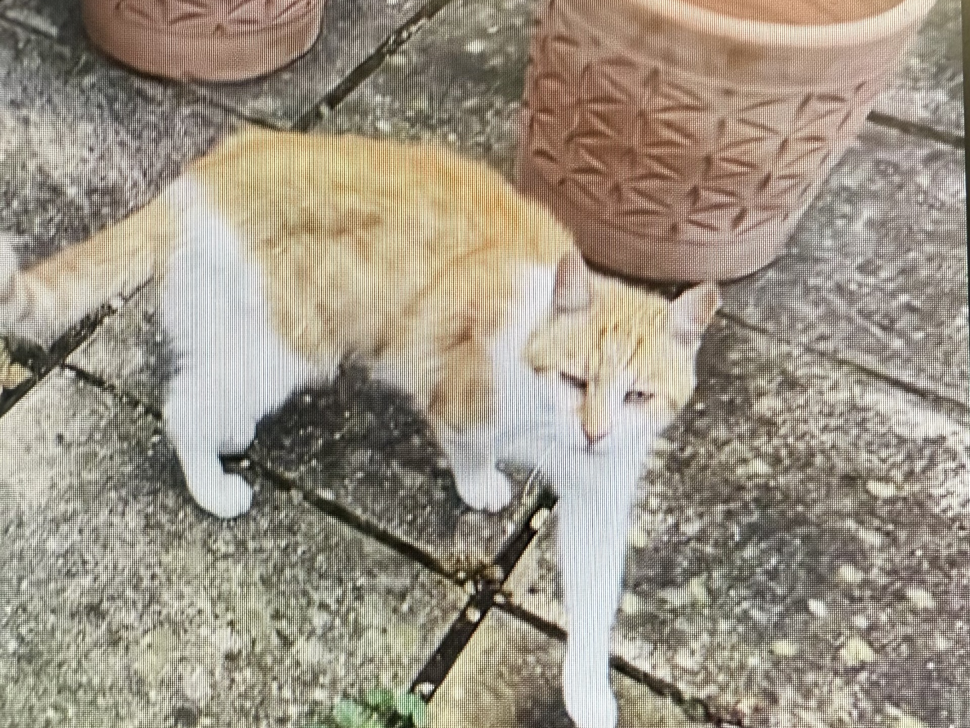 ginger & white ref 752327