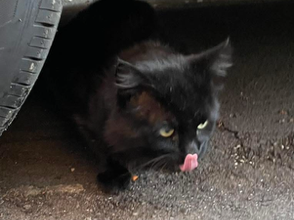 long haired black cat 755255