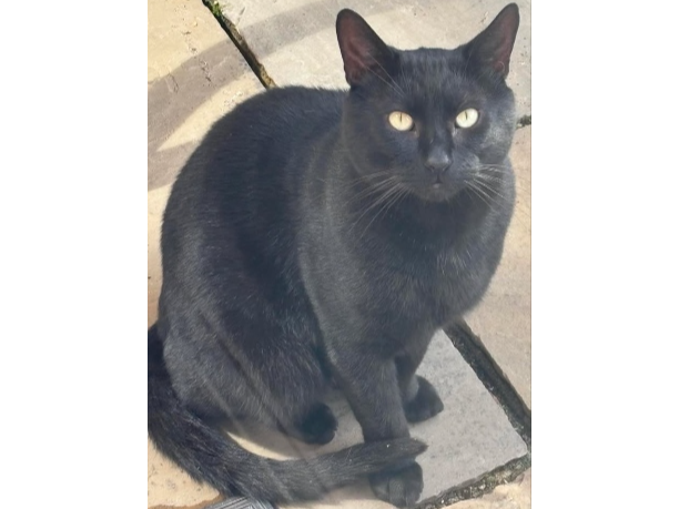 Found 2025.066 - Lichfield Drive, off Britannia Way, (and backing onto wild grounds) Priddy's Hard, Gosport