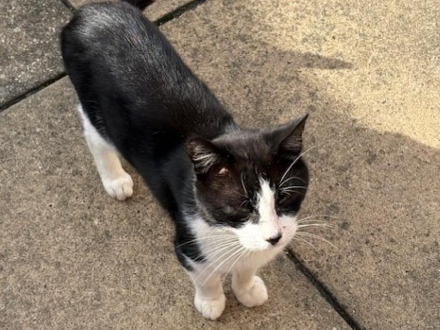 759837 - Black and White found in Downham Market