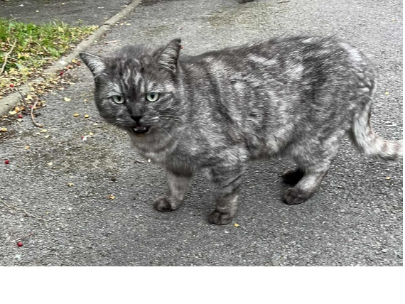 Found 2025.078 - Leyland Close, off Sunbeam Way, Gosport