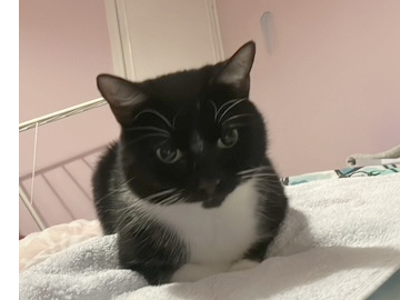 Found 2025.082 - Frater Lane (nr Elson Rd / Elson Lane jcts), Gosport