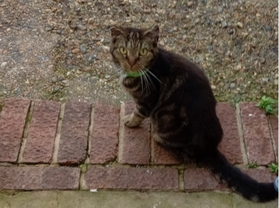 Found 2025.083 - Vernon Close, (off Whitworth Rd), Gosport