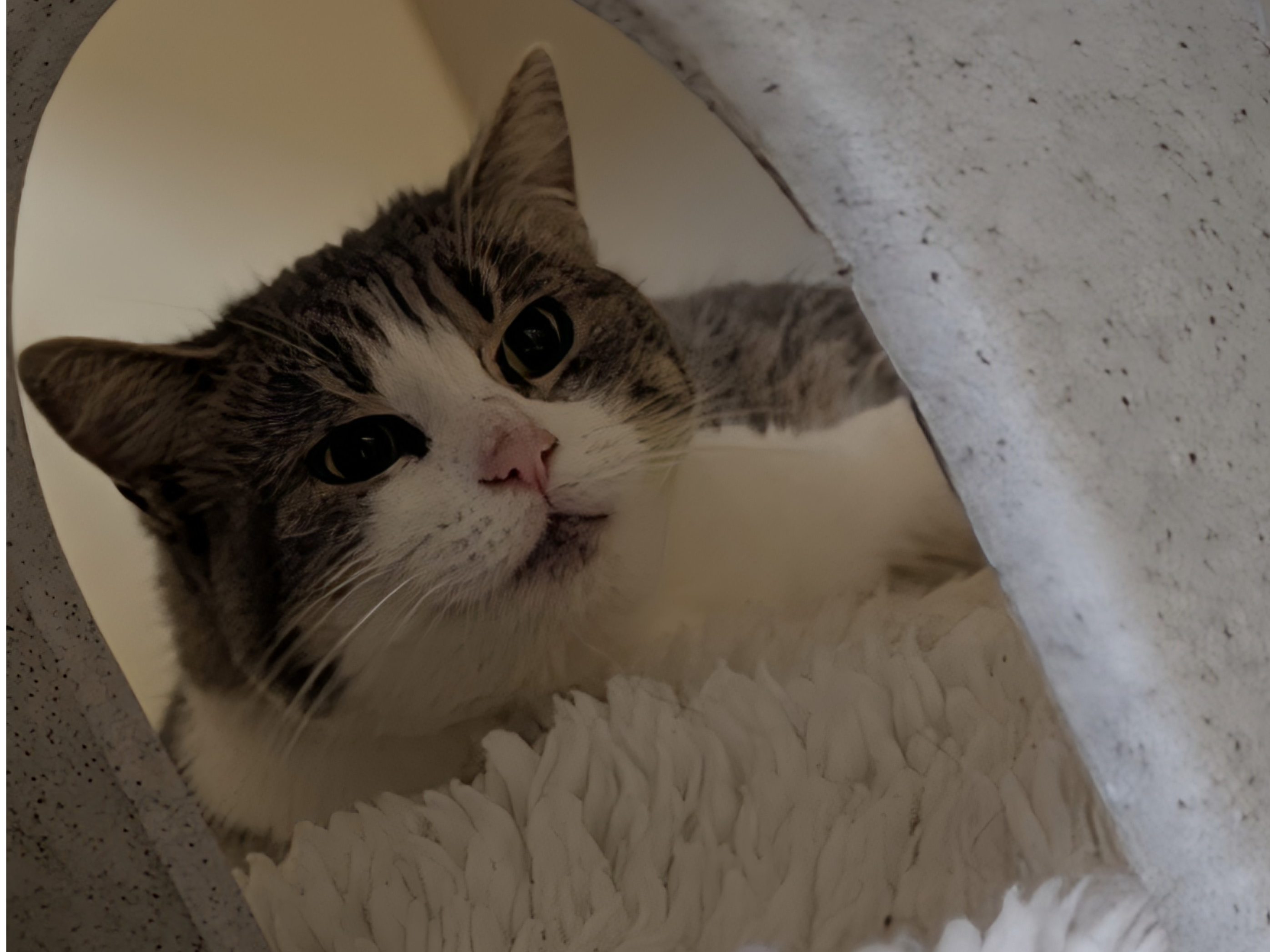 768264 - Found Scania Way Kings Lynn