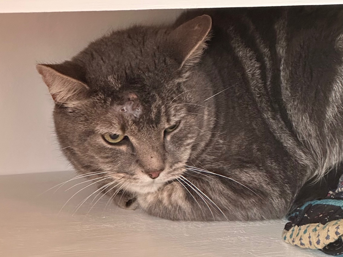 Grey tom cat, Chesterton