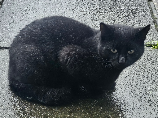 Found 2025.090 - Kealy Road (nr jct with Dukes Road), Gosport