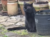 Black cat, Coleridge Rd