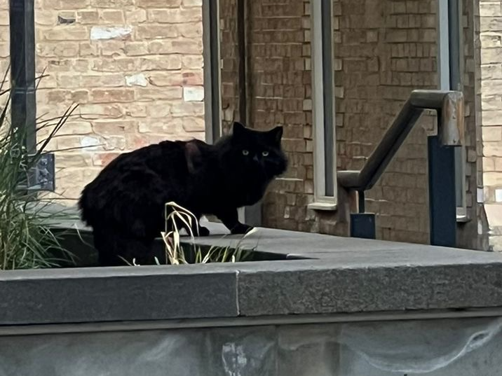 Black fluffy cat, city centre