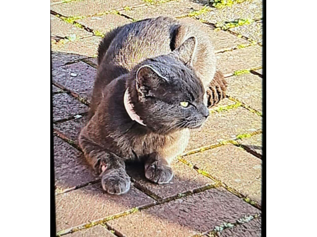 Found 2026.030 - Kealy Road, off Dukes Rd, Gosport