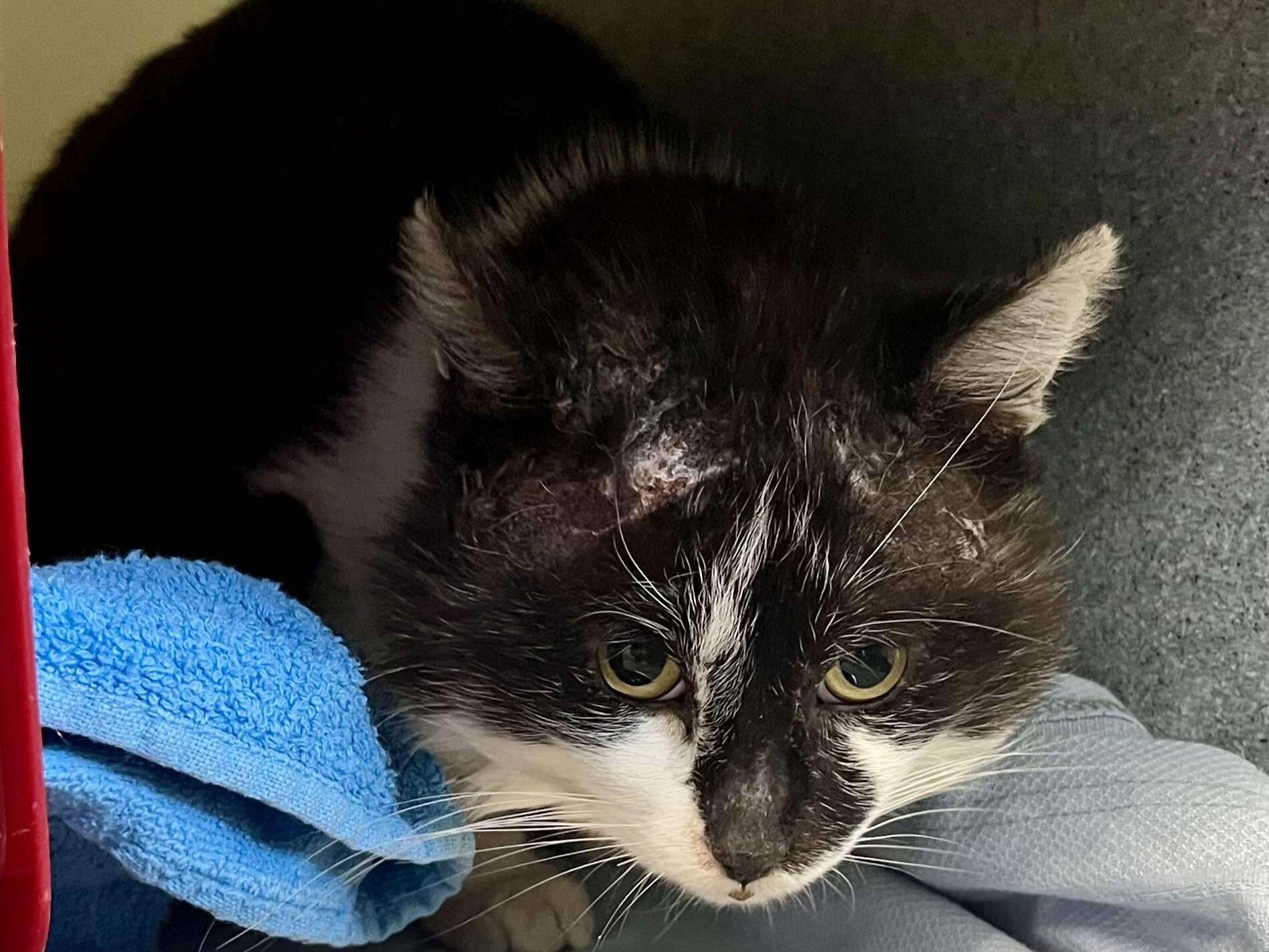 789444 Male Entire Unchipped b+w