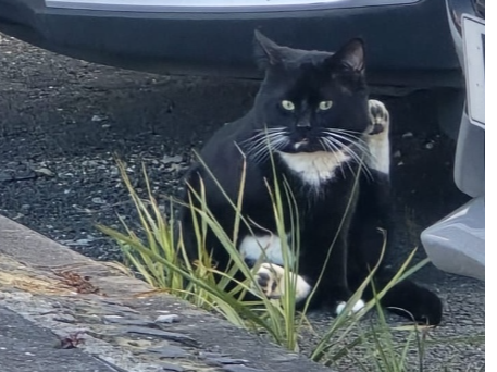 Found 2026.032 - Avon Close, off Derwent Road, Lee on Solent