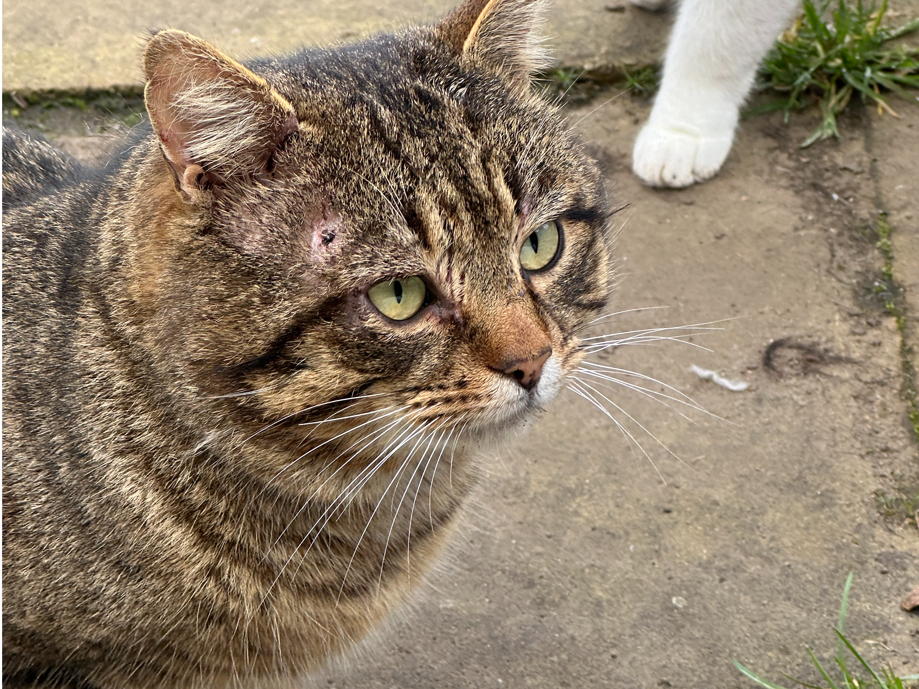 Found - Tabby in Stowbridge