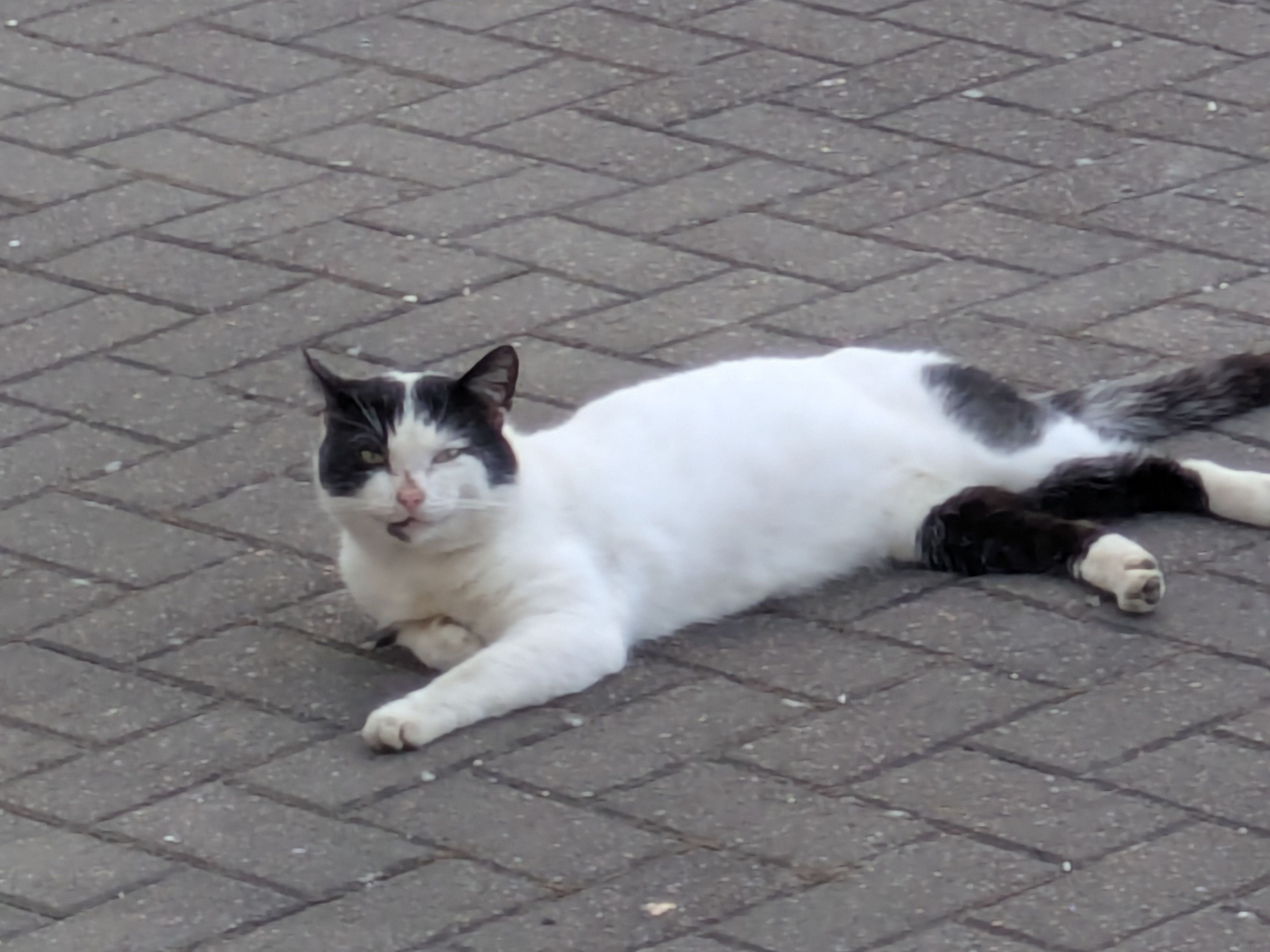 Stray