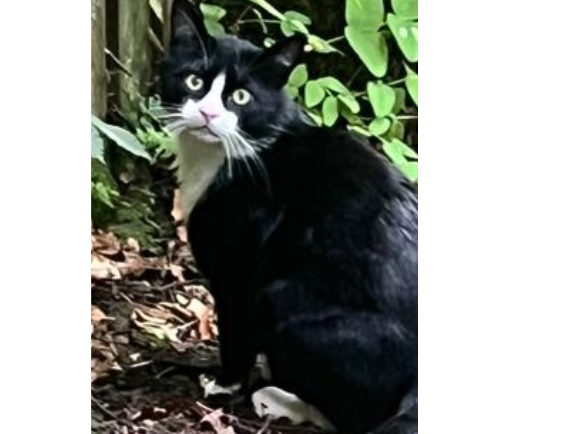 Harburn Stray