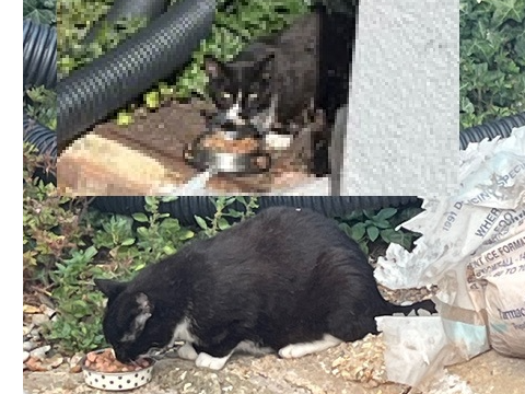 Black & white cat, Milton