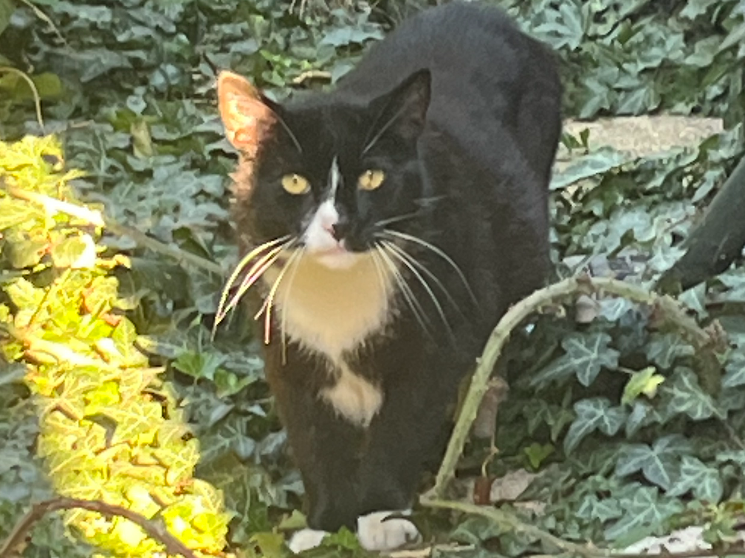 Black & white cat, Milton