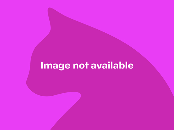 Black cat, Meldreth