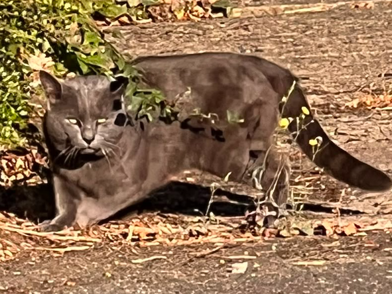 Grey cat, Impington