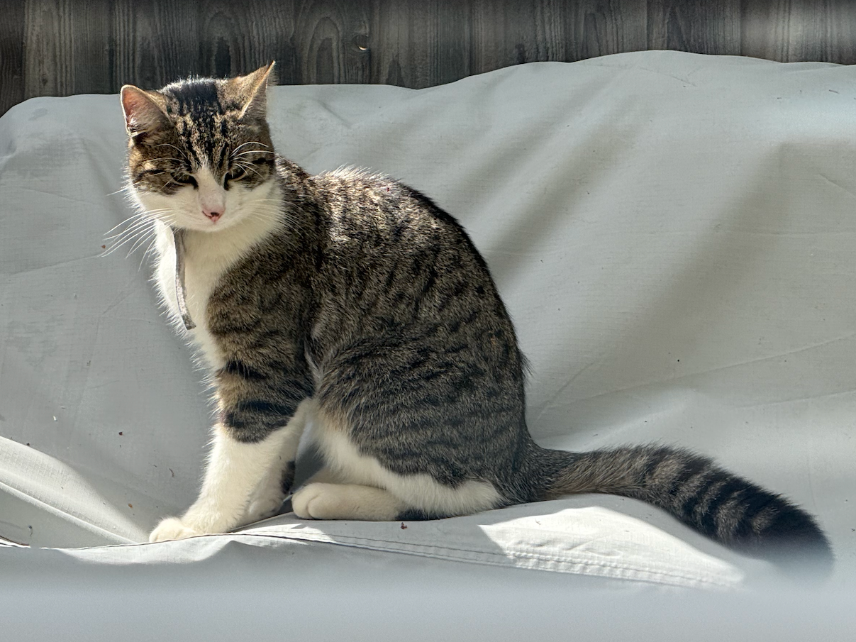 Tabby/white, Milton Rd