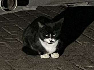 Found in Downham Market - Saffron Close area
