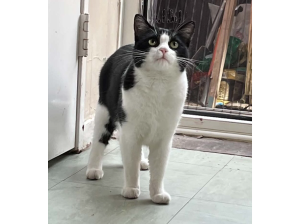 Found 2026.087 - Maple Close, off Elmore Rd, Lee on Solent