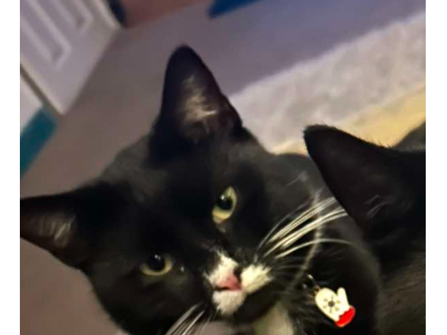 Oreo Lost 2025.005 - Zetland Road, off Whitworth Road, Gosport