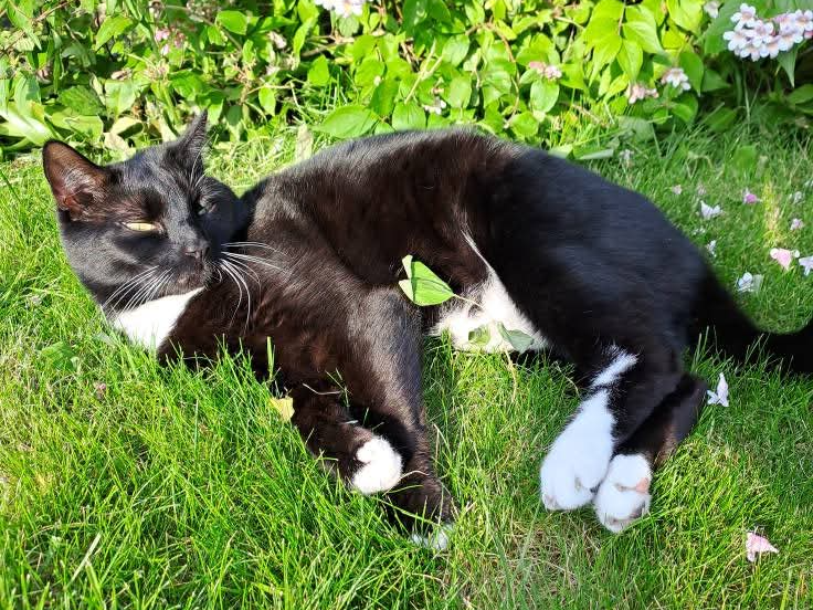Felix, Sutton