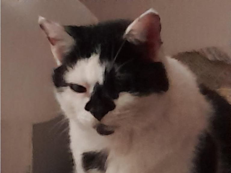 Bo