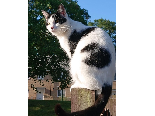 Vega Lost 2025.035 - Templemere, off Harcourt Rd, Fareham, PO14