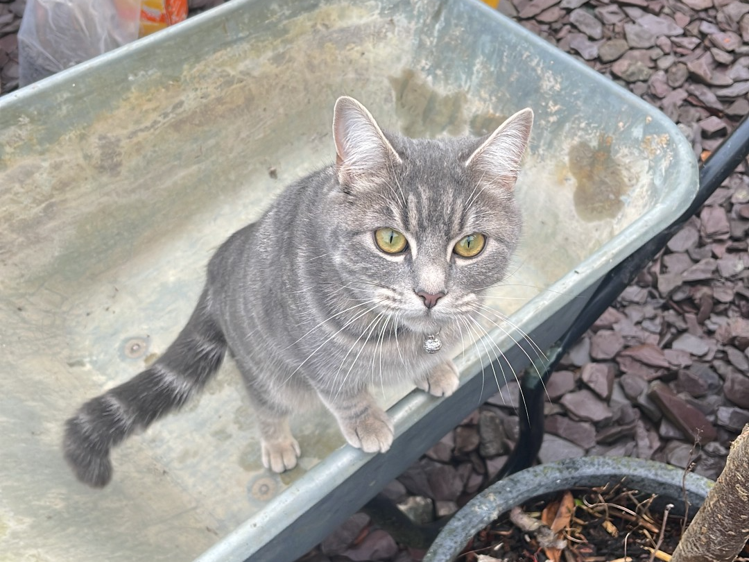744052 - Winnie missing in Downham Market