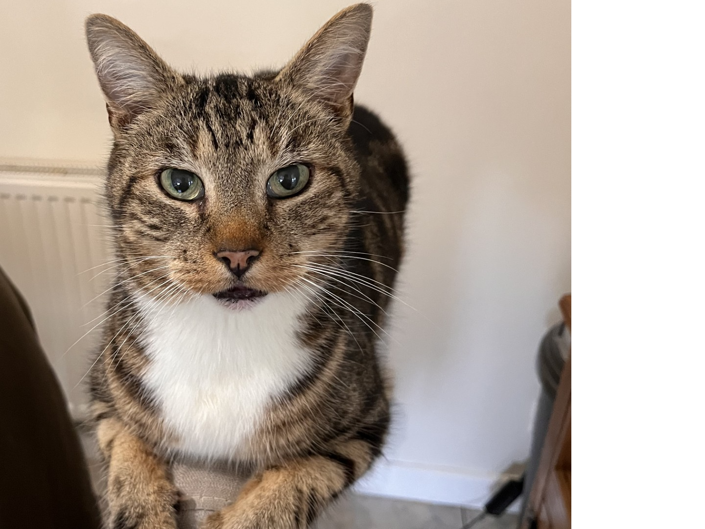 Pat  - missing Templemead area KL