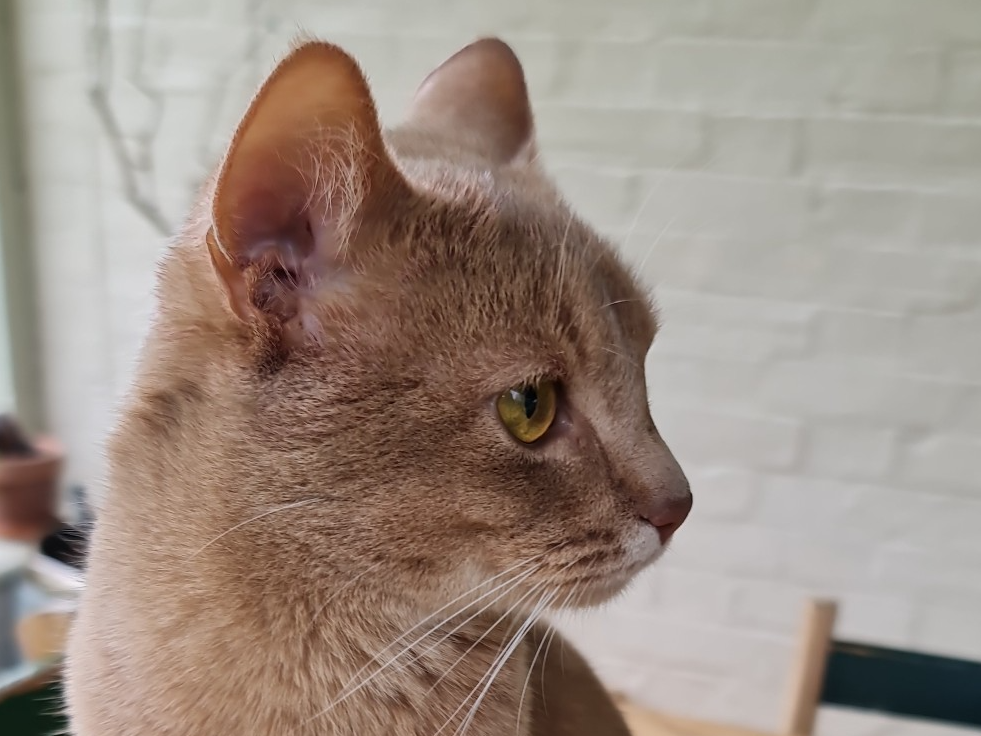 756957: Aslan missing in Fincham